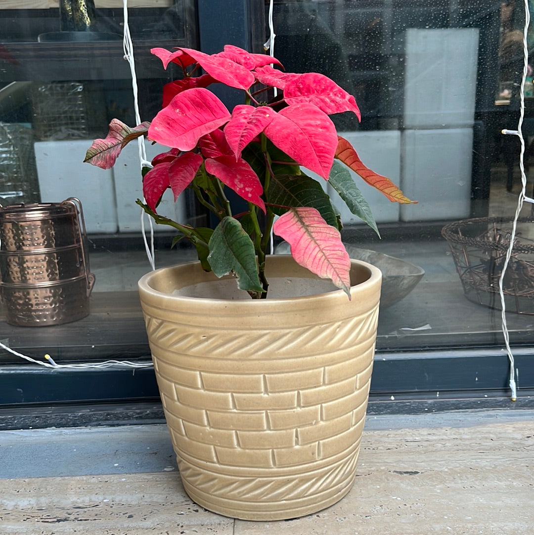 Poinsettia plant with creame ceramic Plante