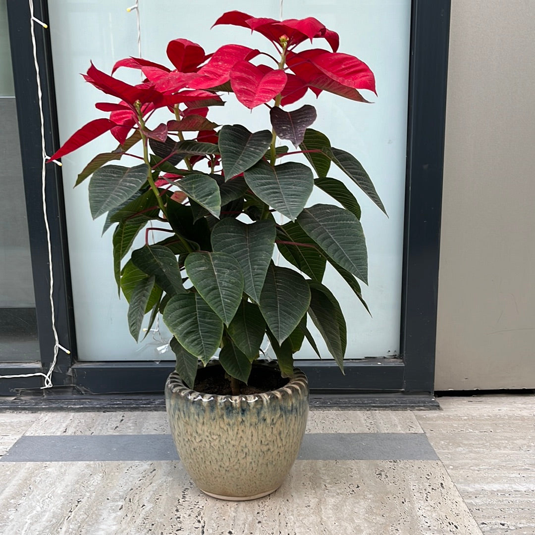 Poinsettia plant with Ceramic Planter