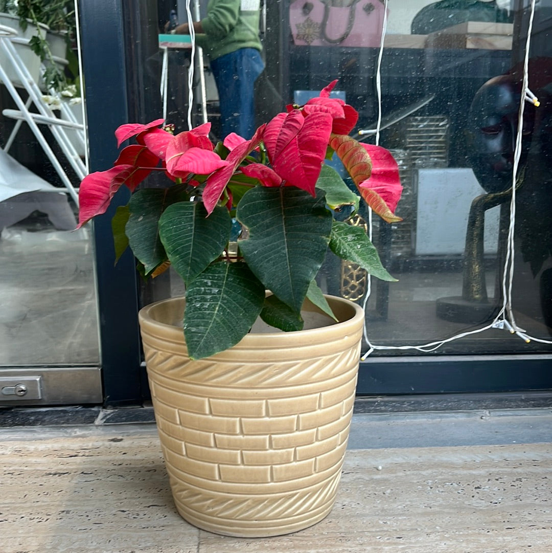 Poinsettia plant with creame ceramic Plante