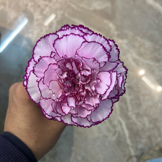 SPRAY Carnations
