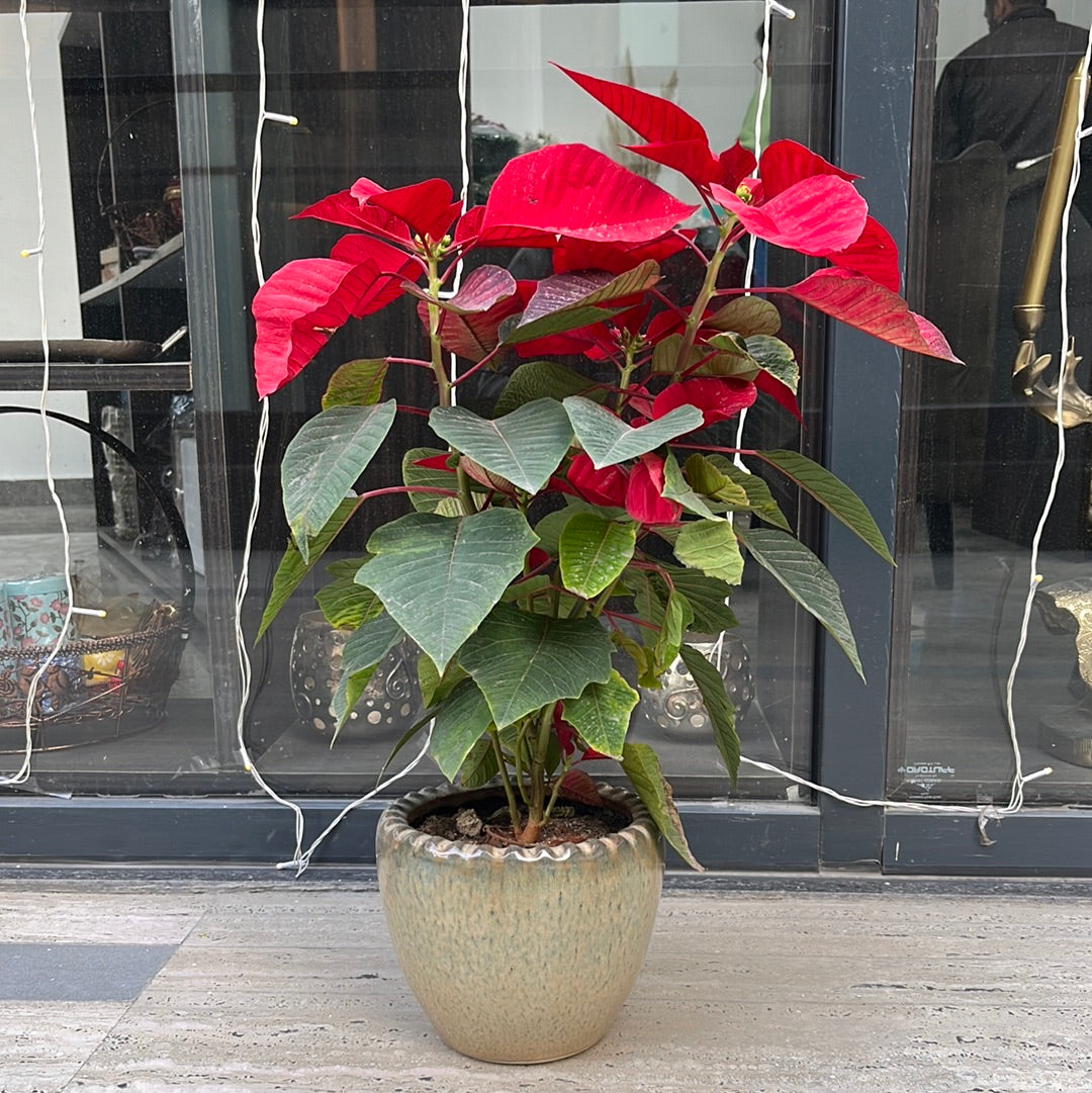 Poinsettia plant with Ceramic Planter