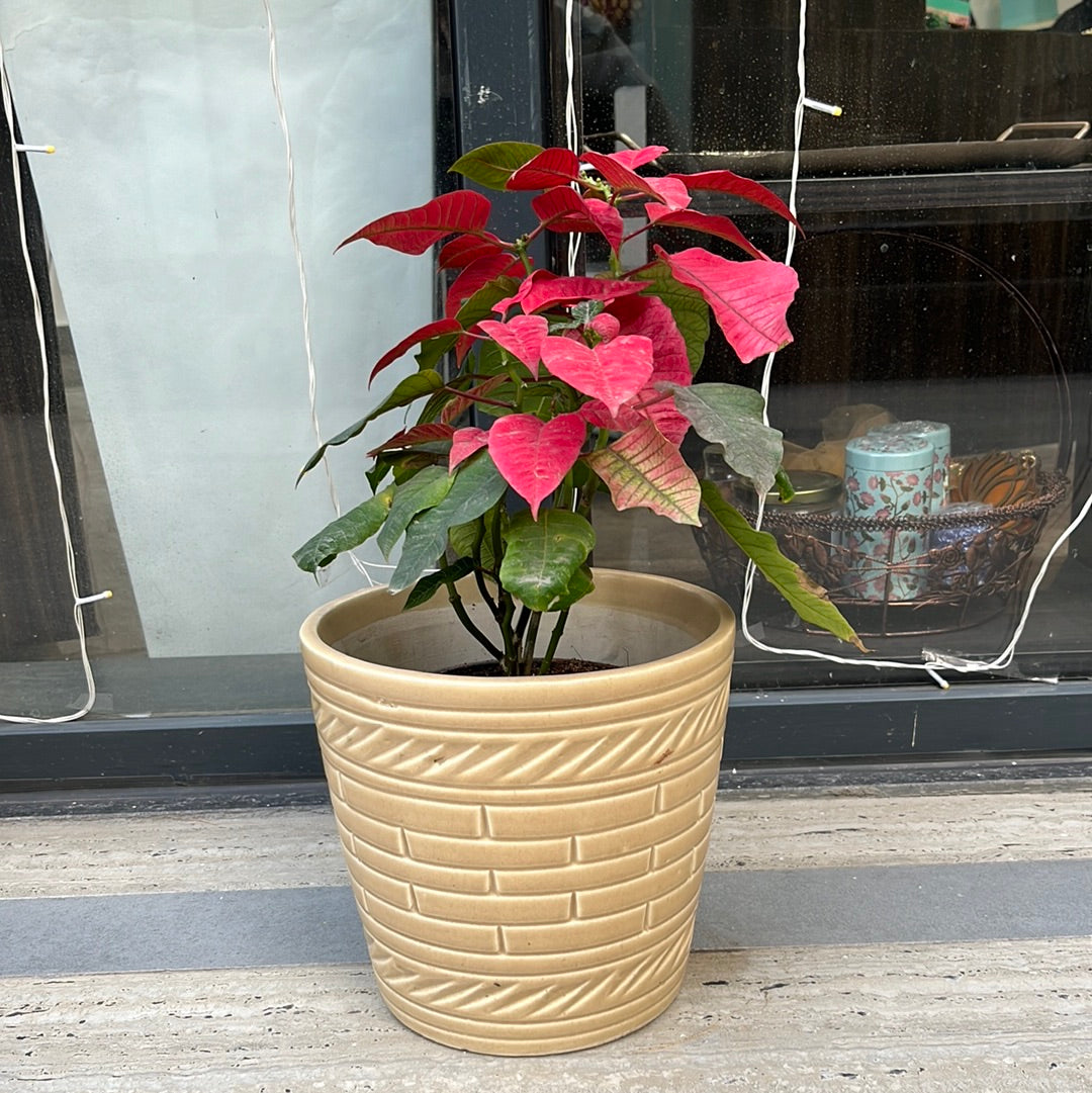 Poinsettia plant with creame ceramic Plante