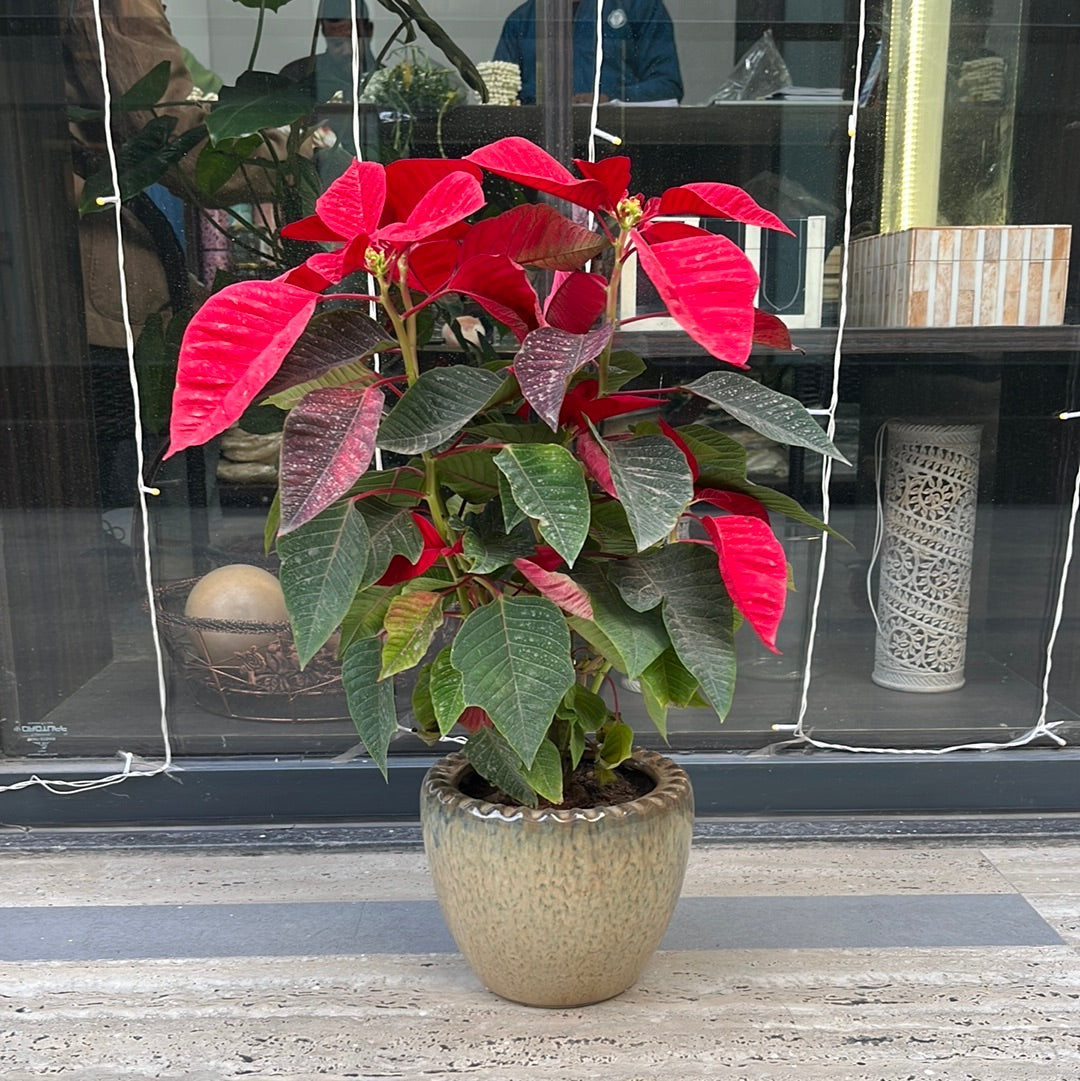 Poinsettia plant with Ceramic Planter