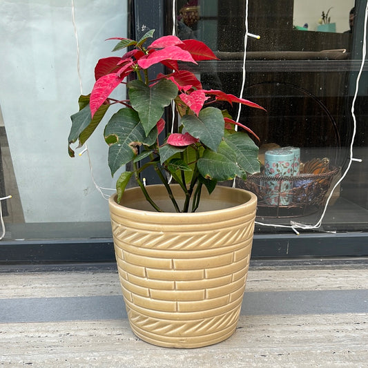 Poinsettia plant with creame ceramic Plante