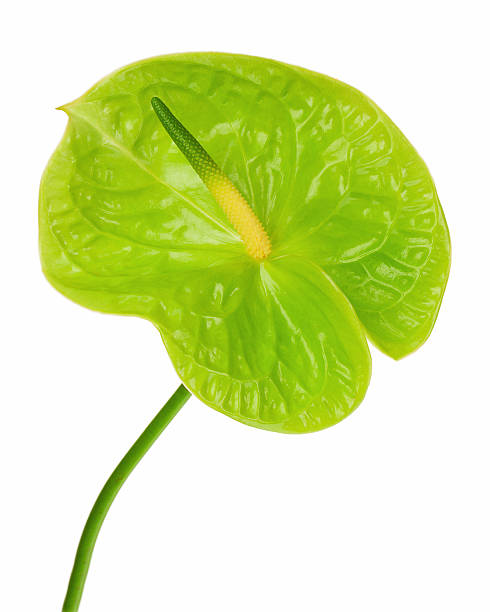 ANTHURIUM