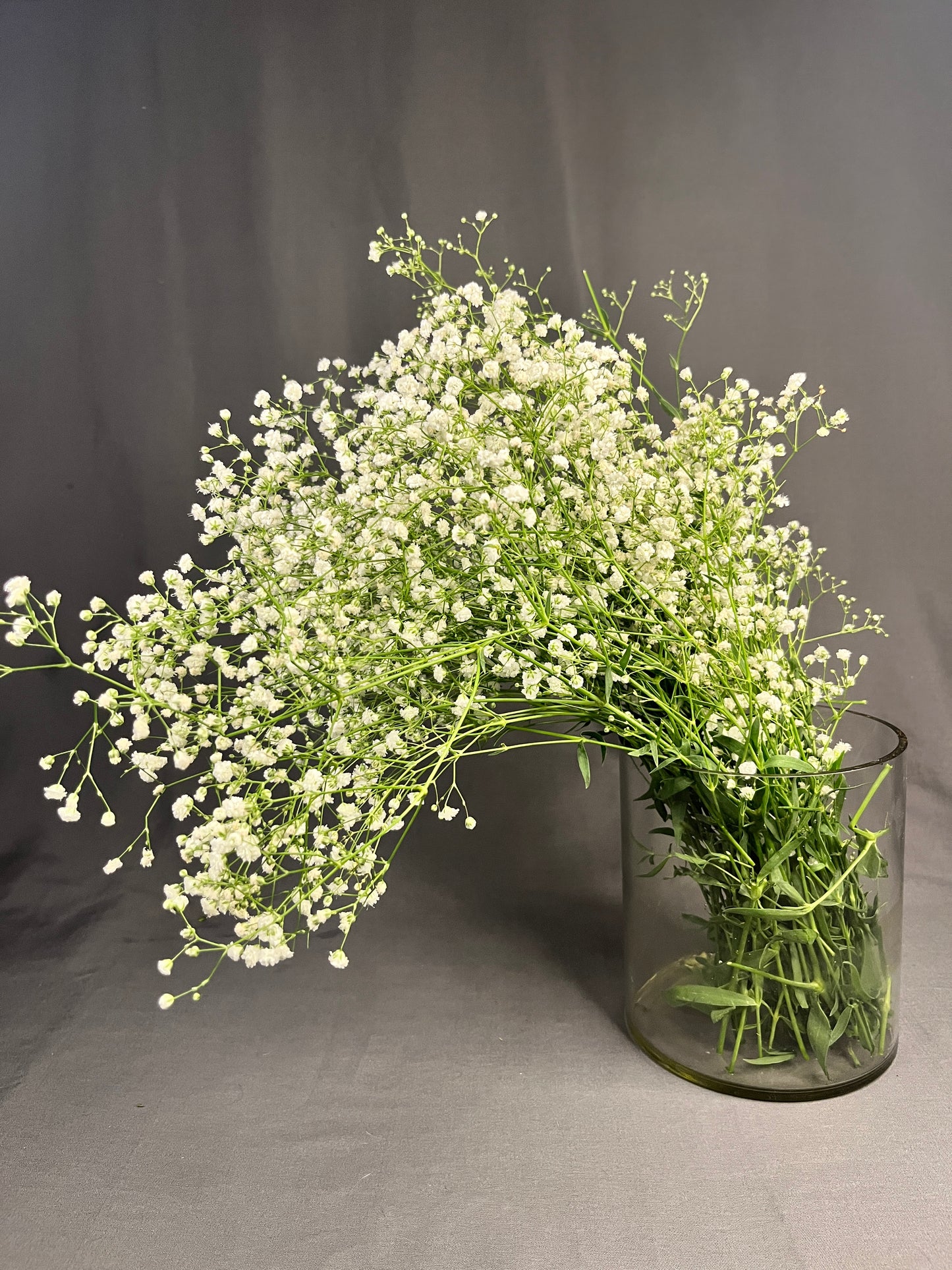 Gypsophila/ Baby's Breath