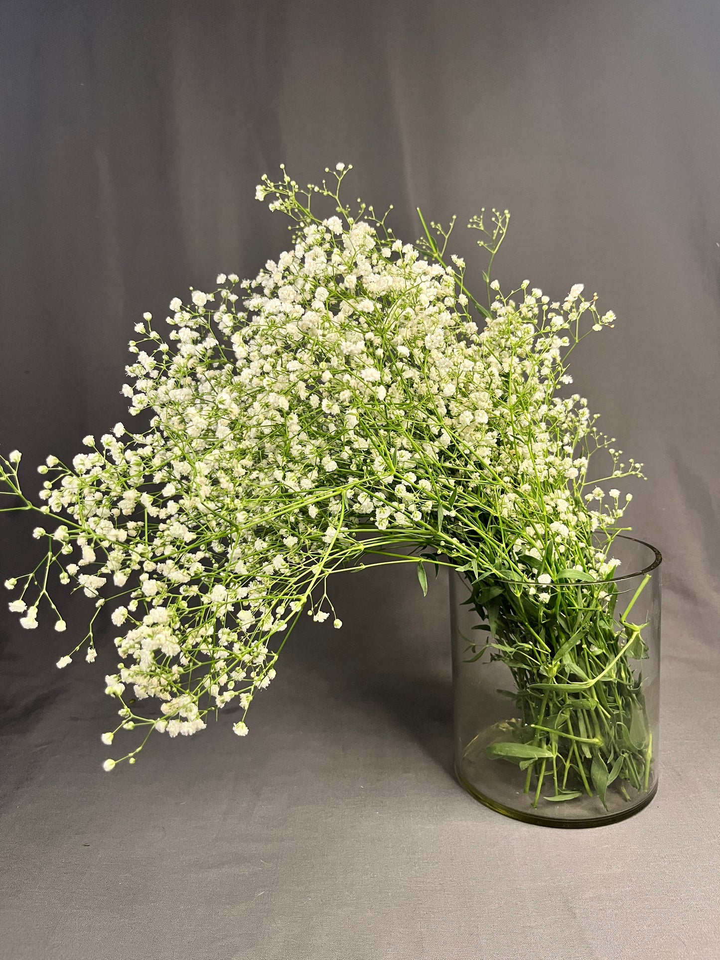 Gypsophila/ Baby's Breath