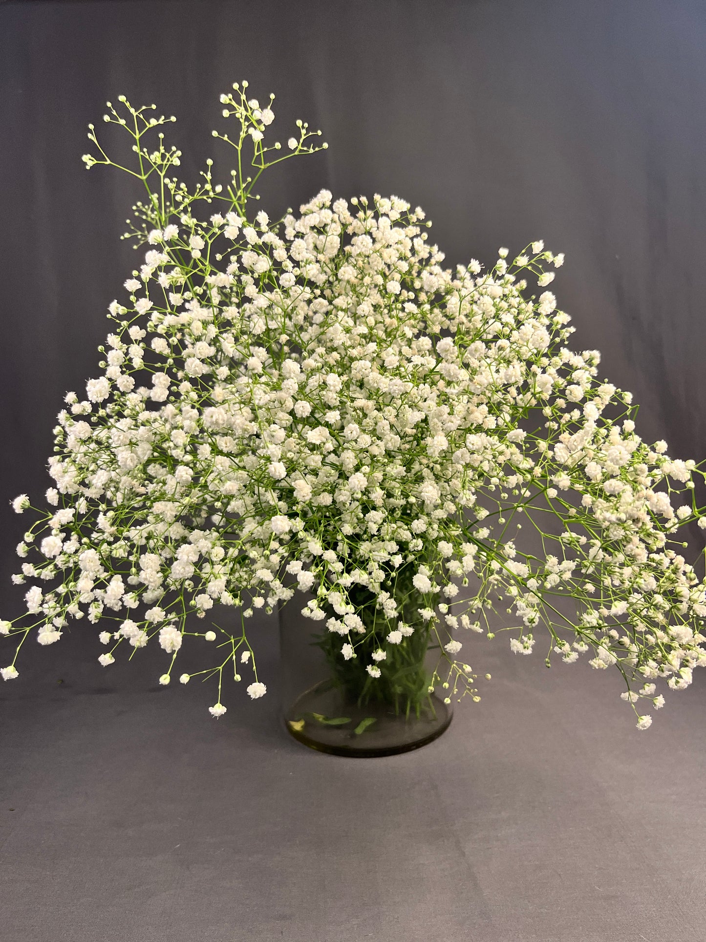 Gypsophila/ Baby's Breath