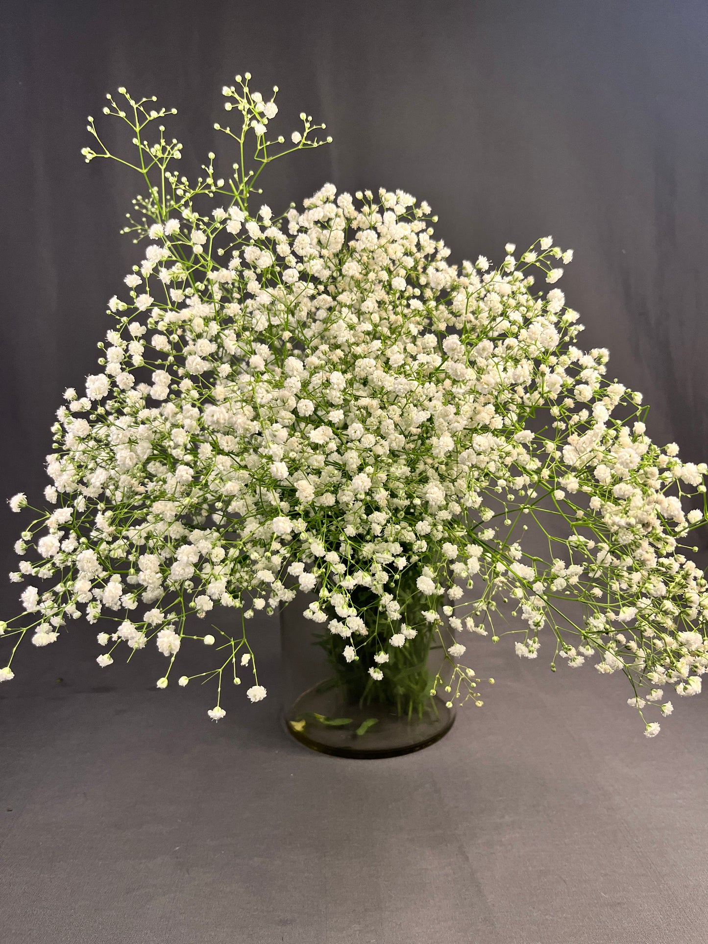 Gypsophila/ Baby's Breath