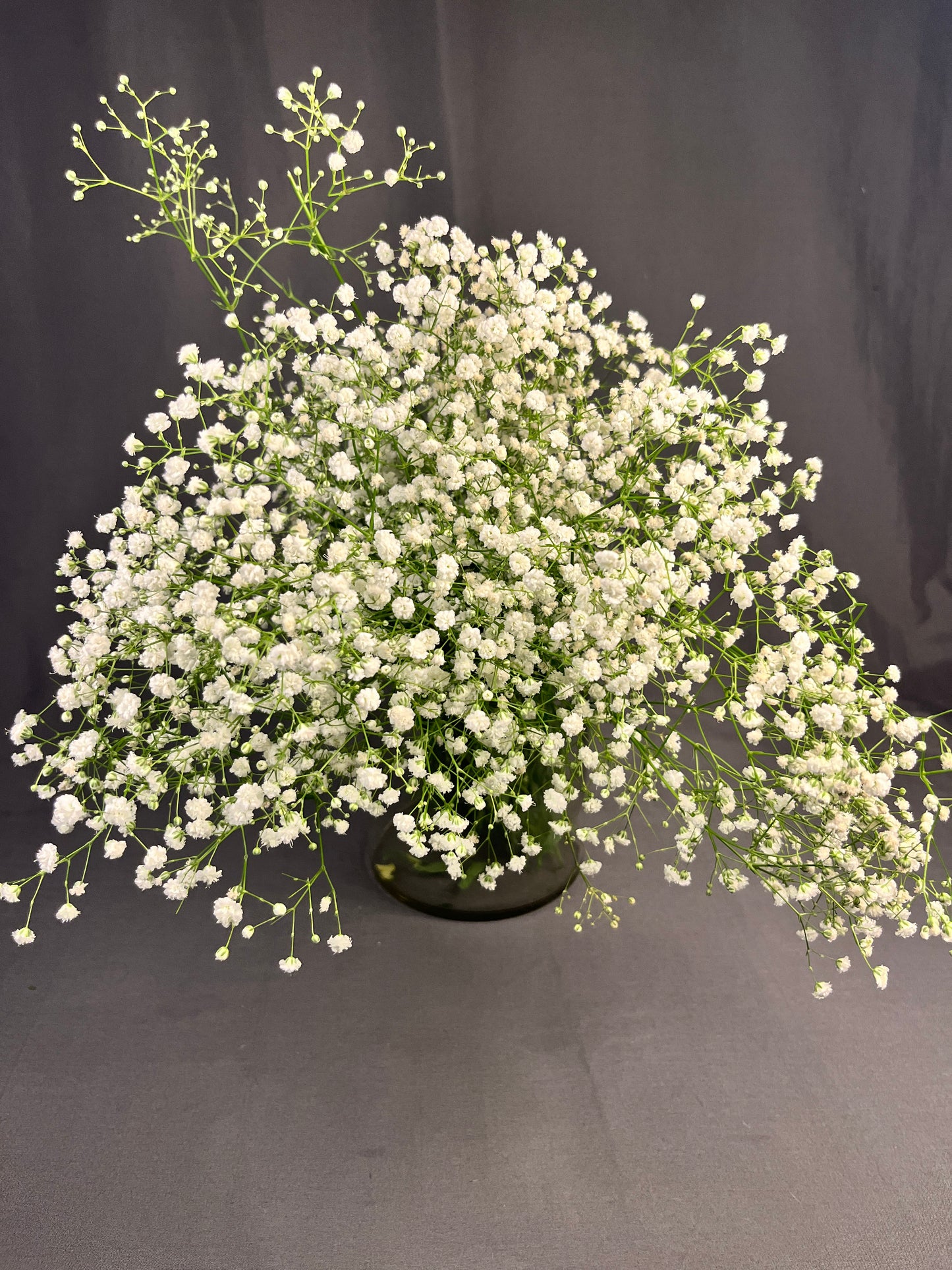 Gypsophila/ Baby's Breath