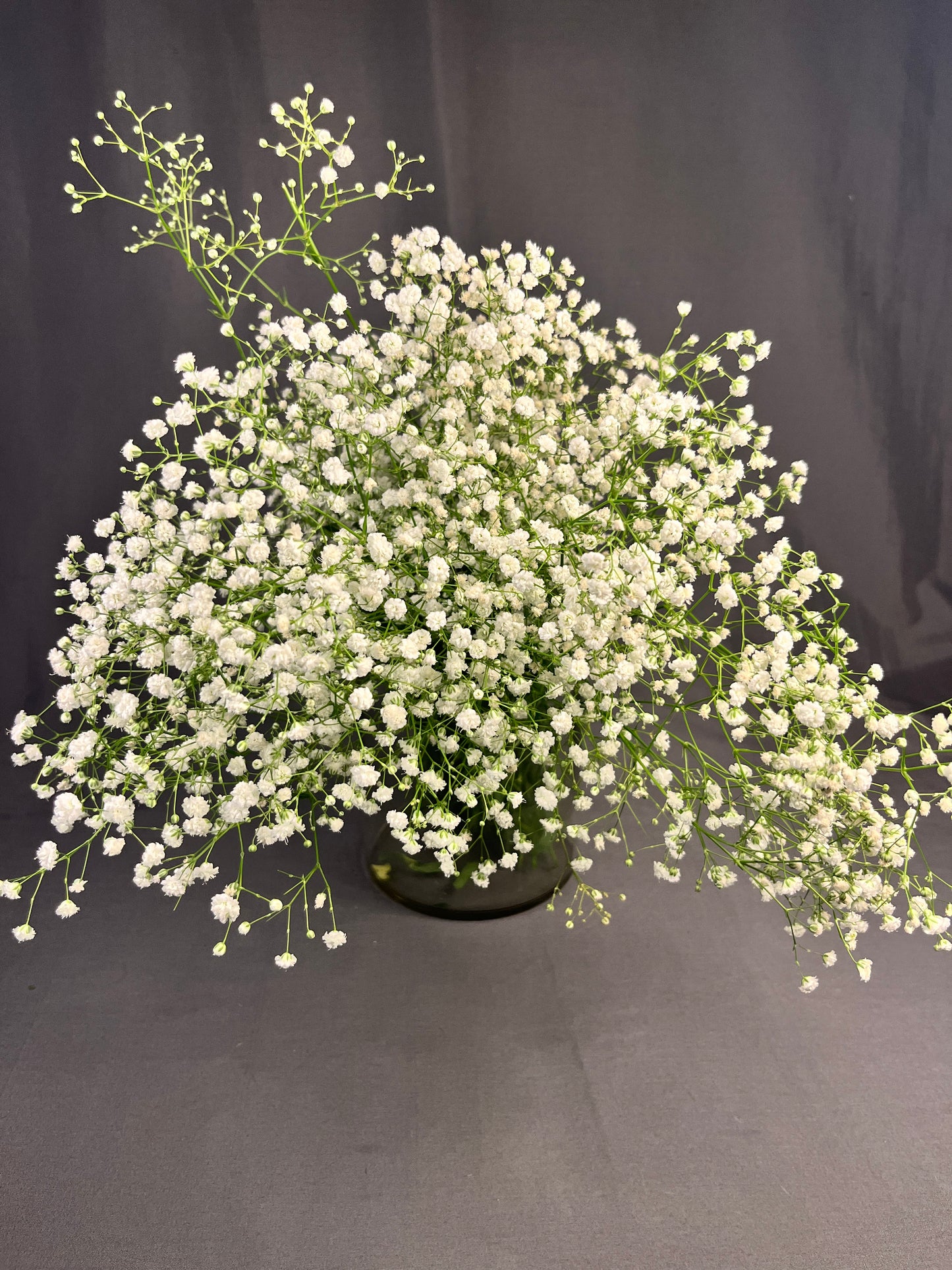 Gypsophila/ Baby's Breath