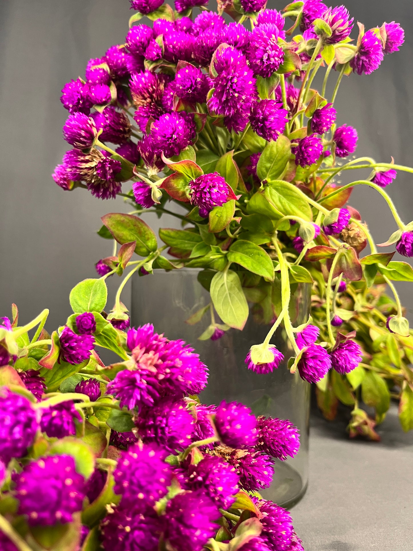 Gomphrena