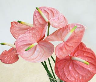 ANTHURIUM