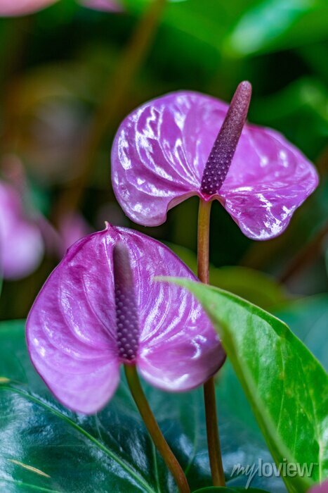 ANTHURIUM