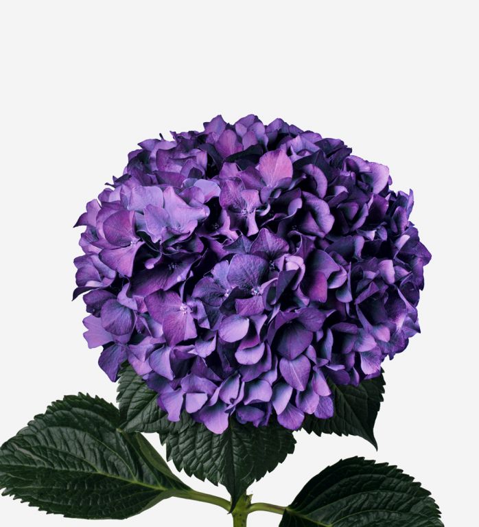 Hydrangea