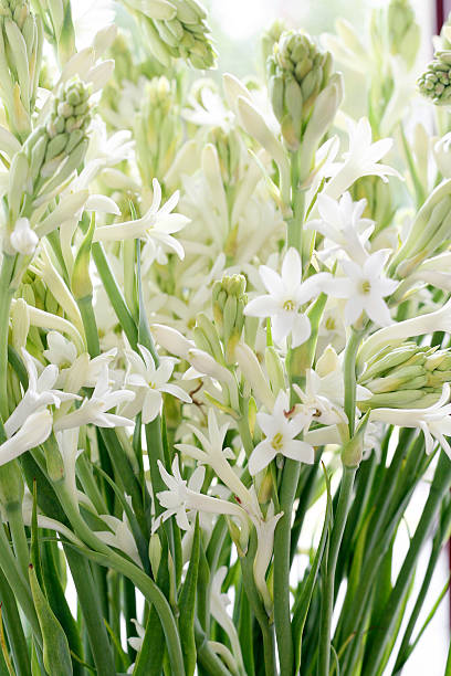 TUBEROSE