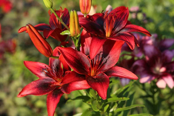 ASIATIC LILY