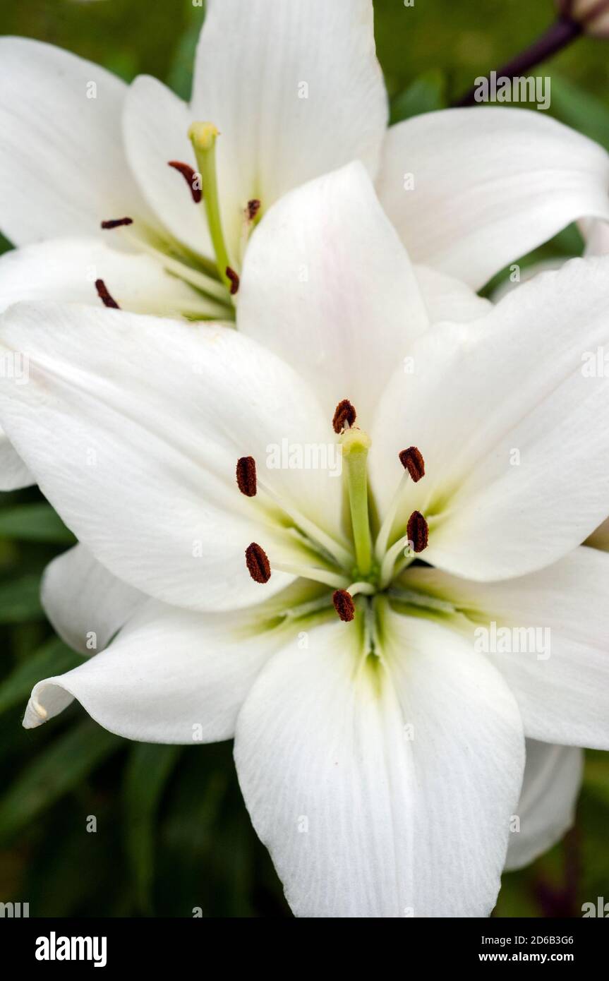 ASIATIC LILY