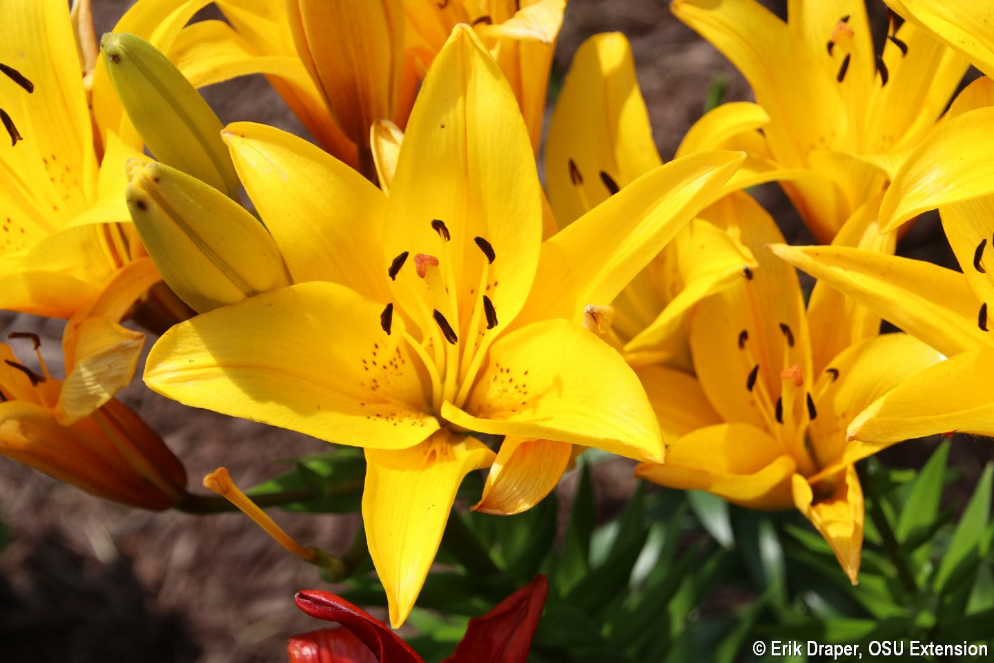 ASIATIC LILY