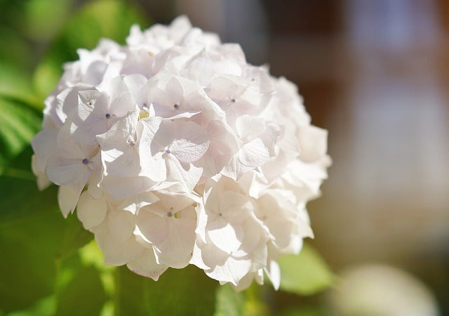 Hydrangea