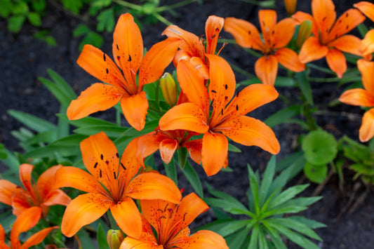 ASIATIC LILY