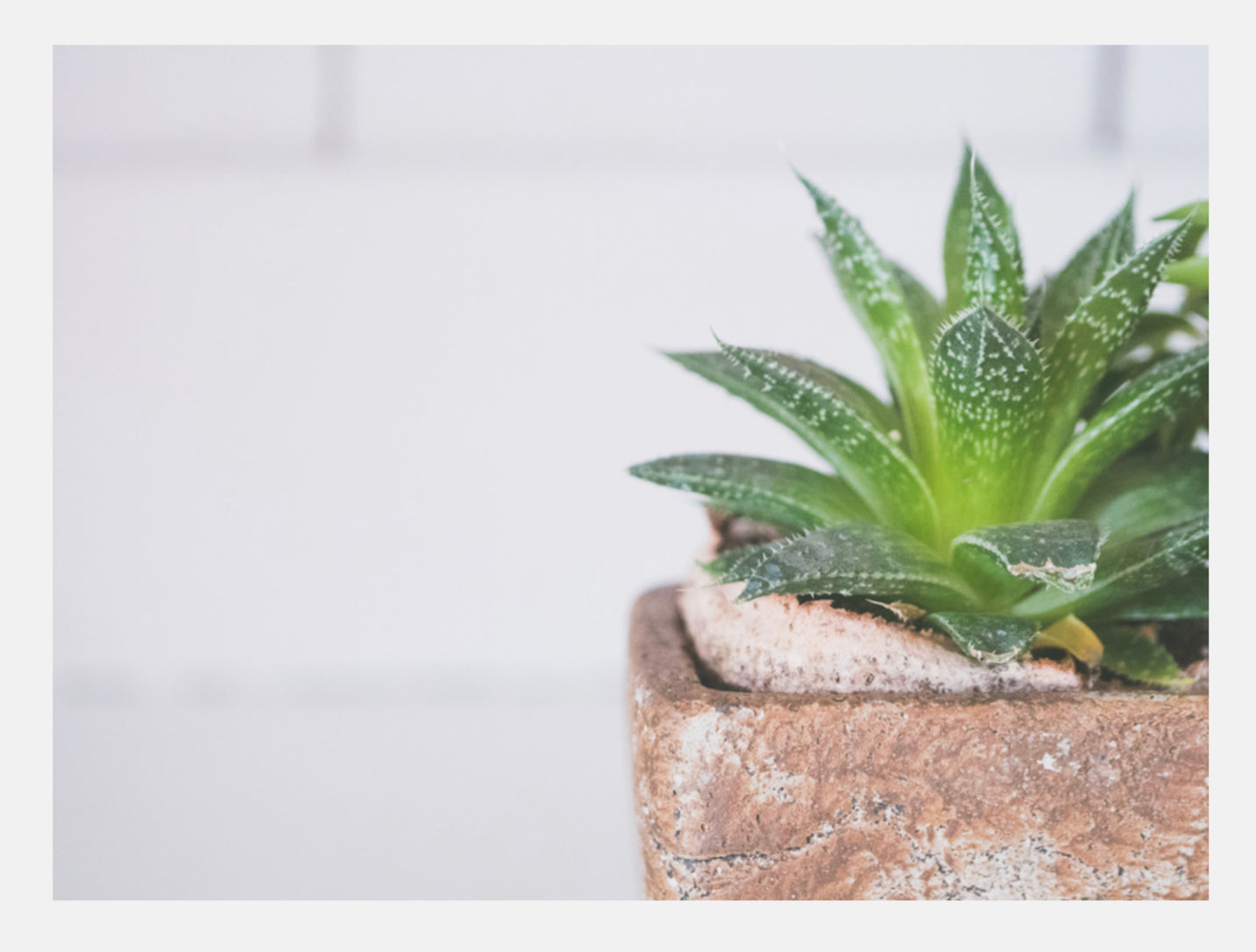 Aloe vera Florenzaa