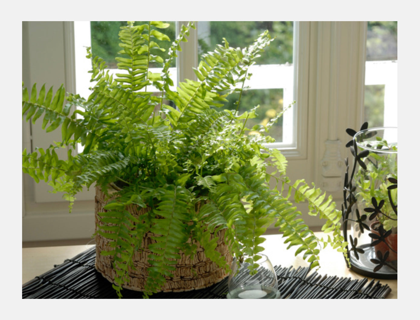 Boston Fern Florenzaa