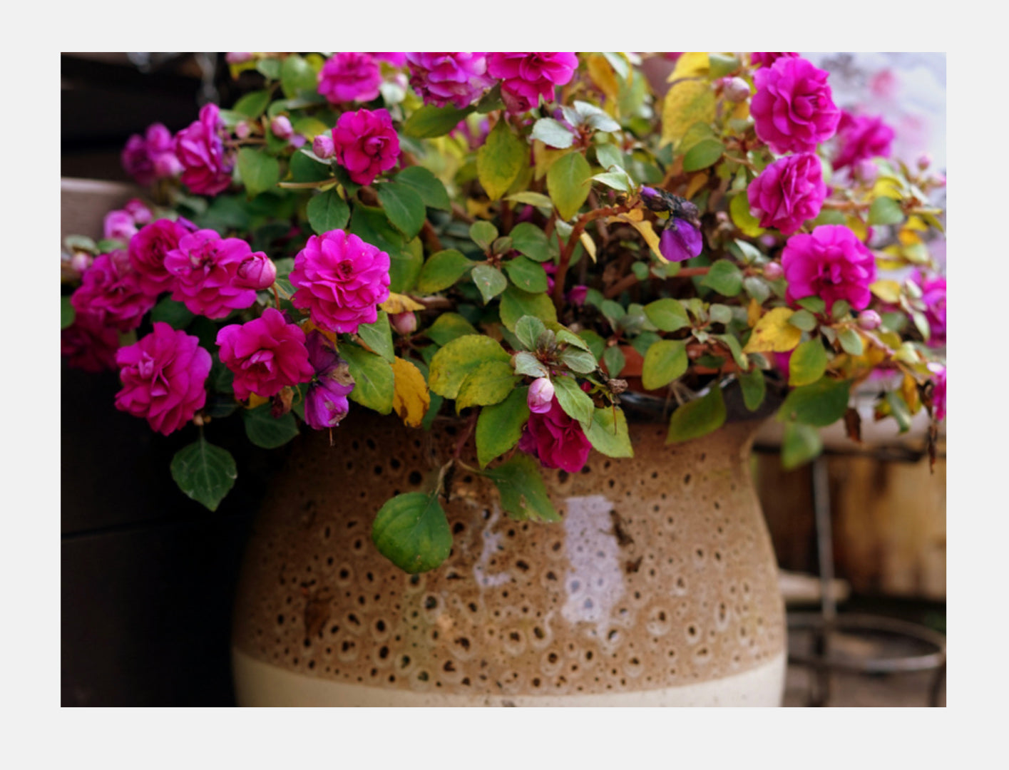 Bougainvillea Florenzaa