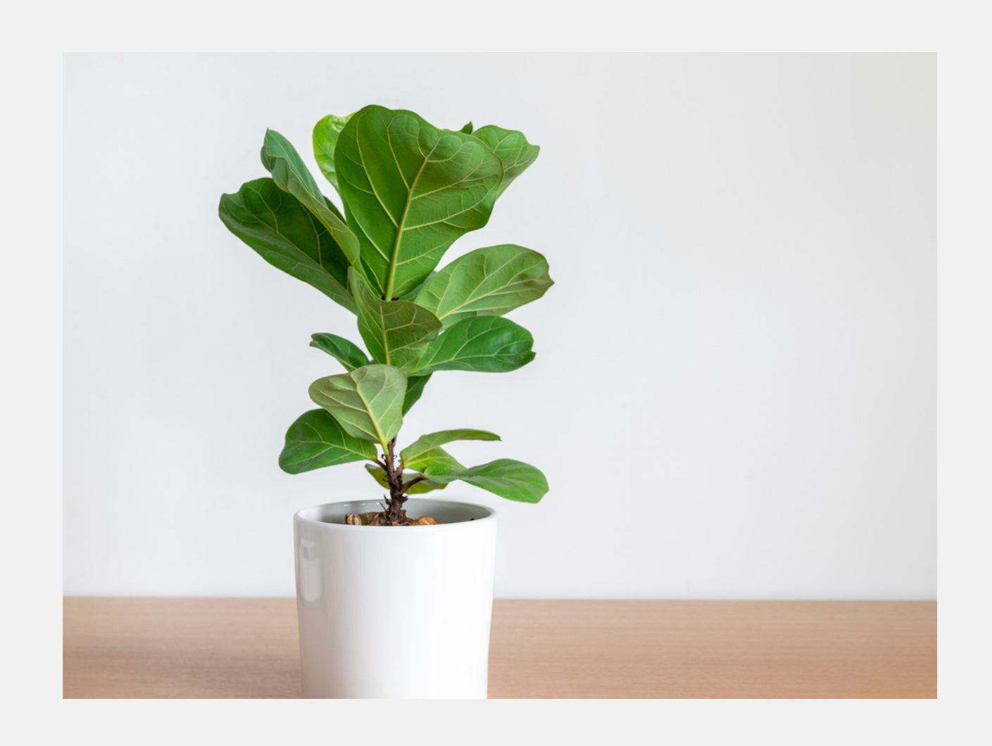 Fiddle leaf Fig Florenzaa