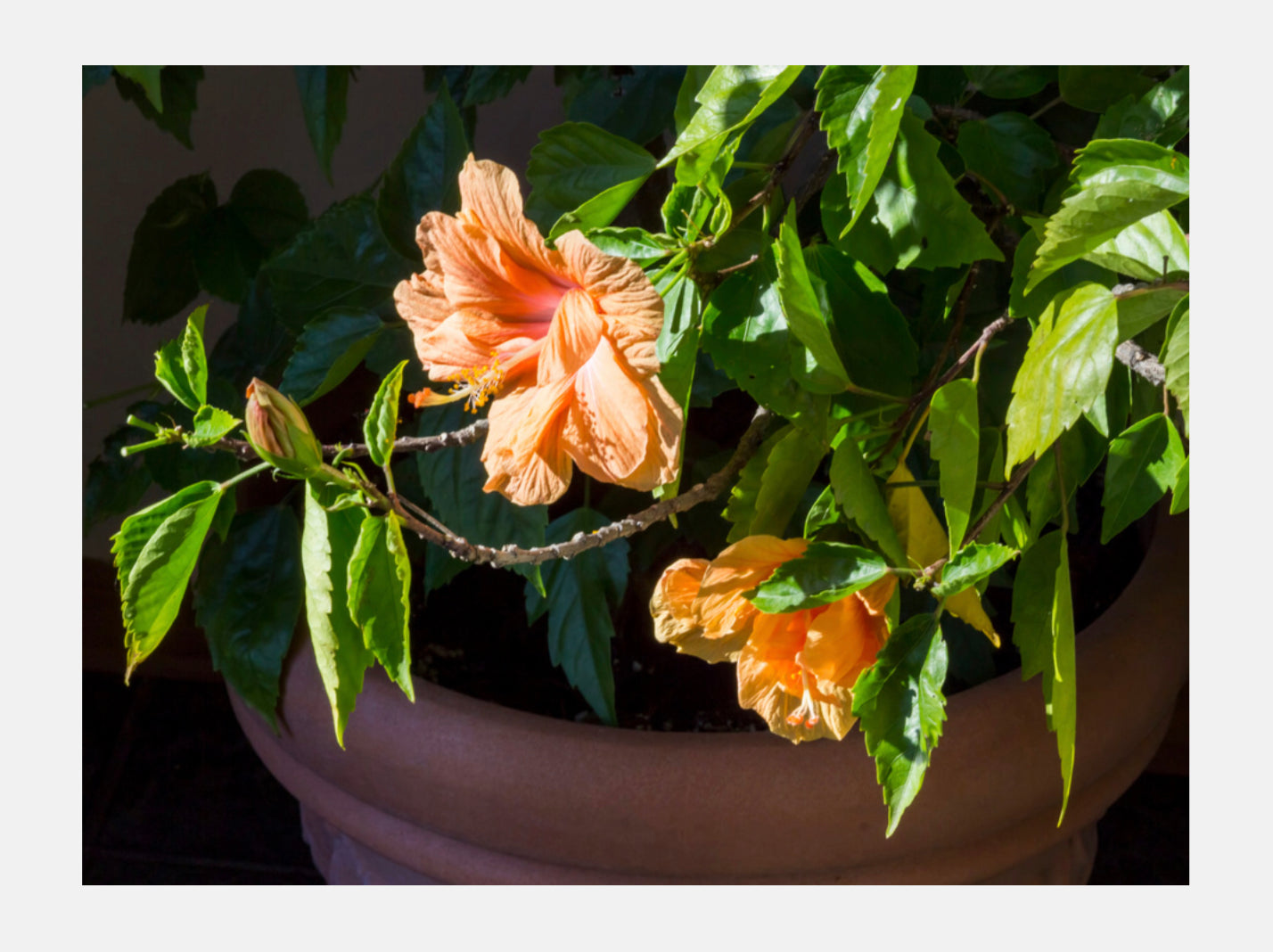 Hibiscus Florenzaa