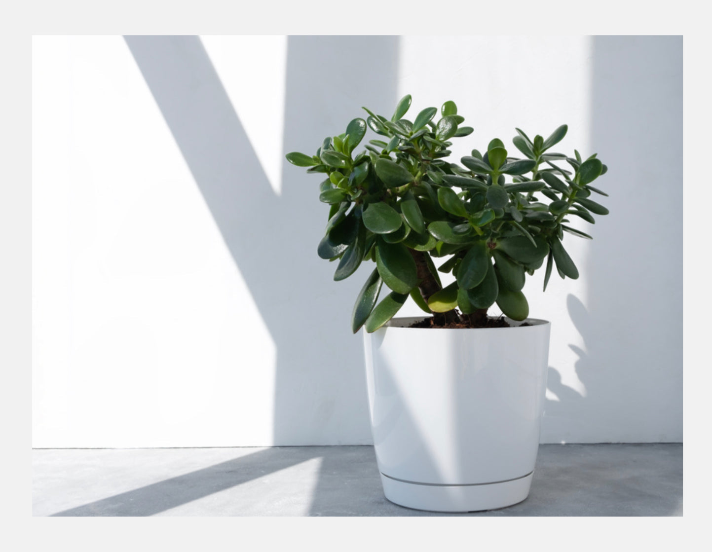 Jade Plant Florenzaa