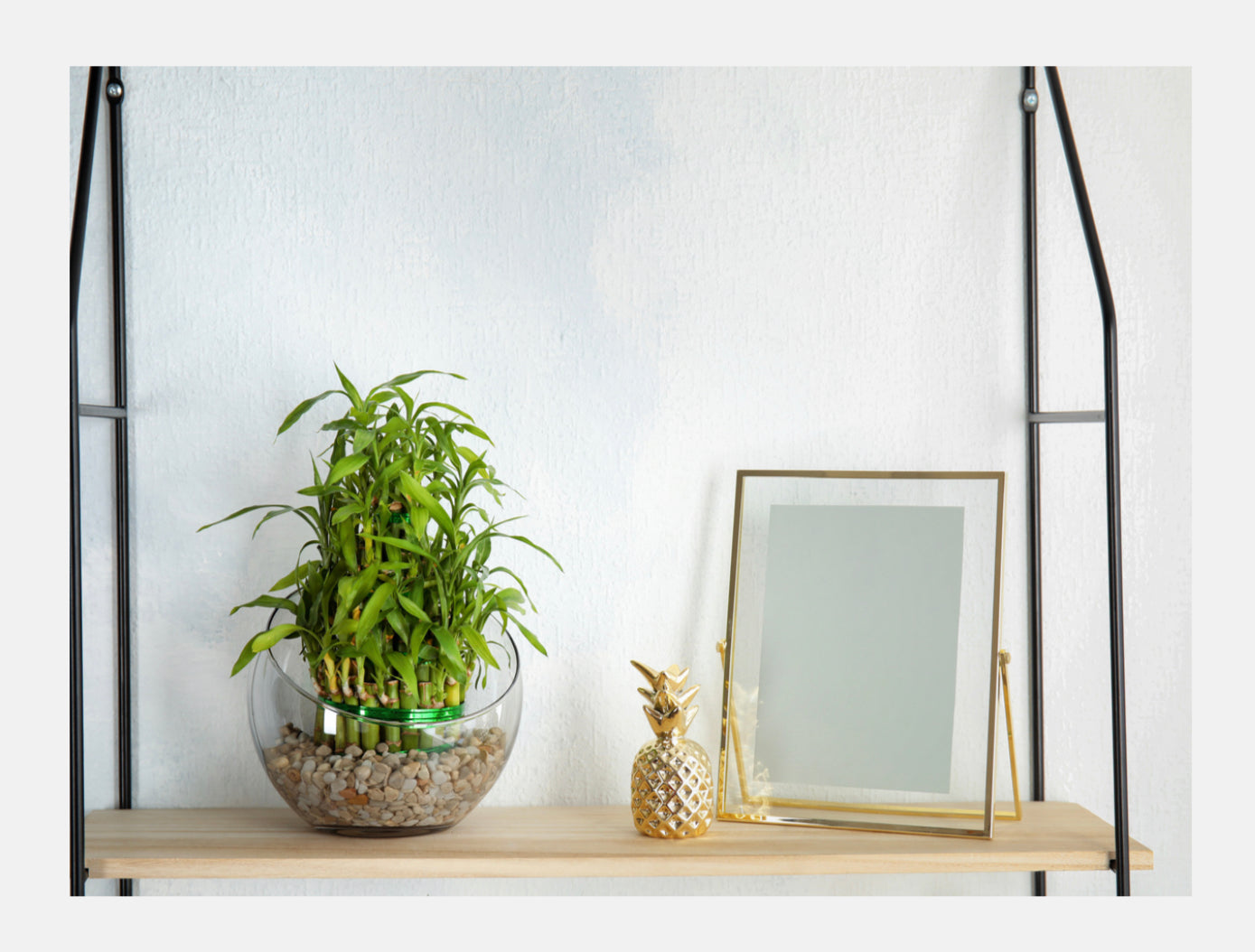 lucky bamboo holder Lucky Bamboo – Florenzaa Design and Styling