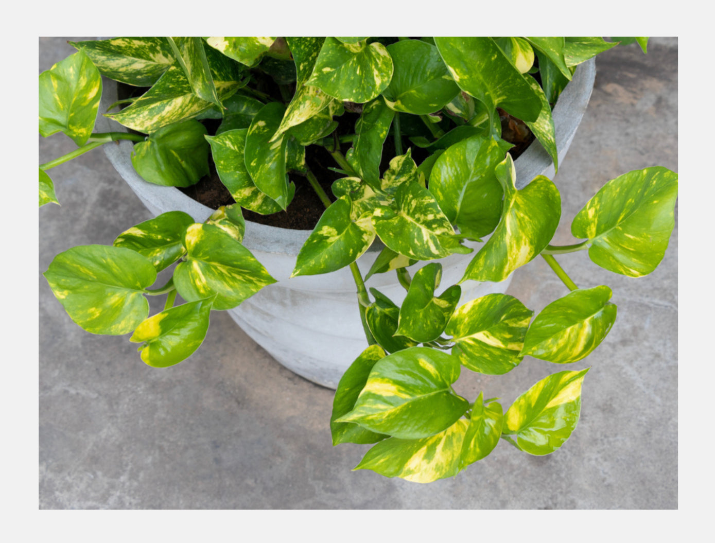 money tree vine Money Plant – Florenzaa Design and Styling