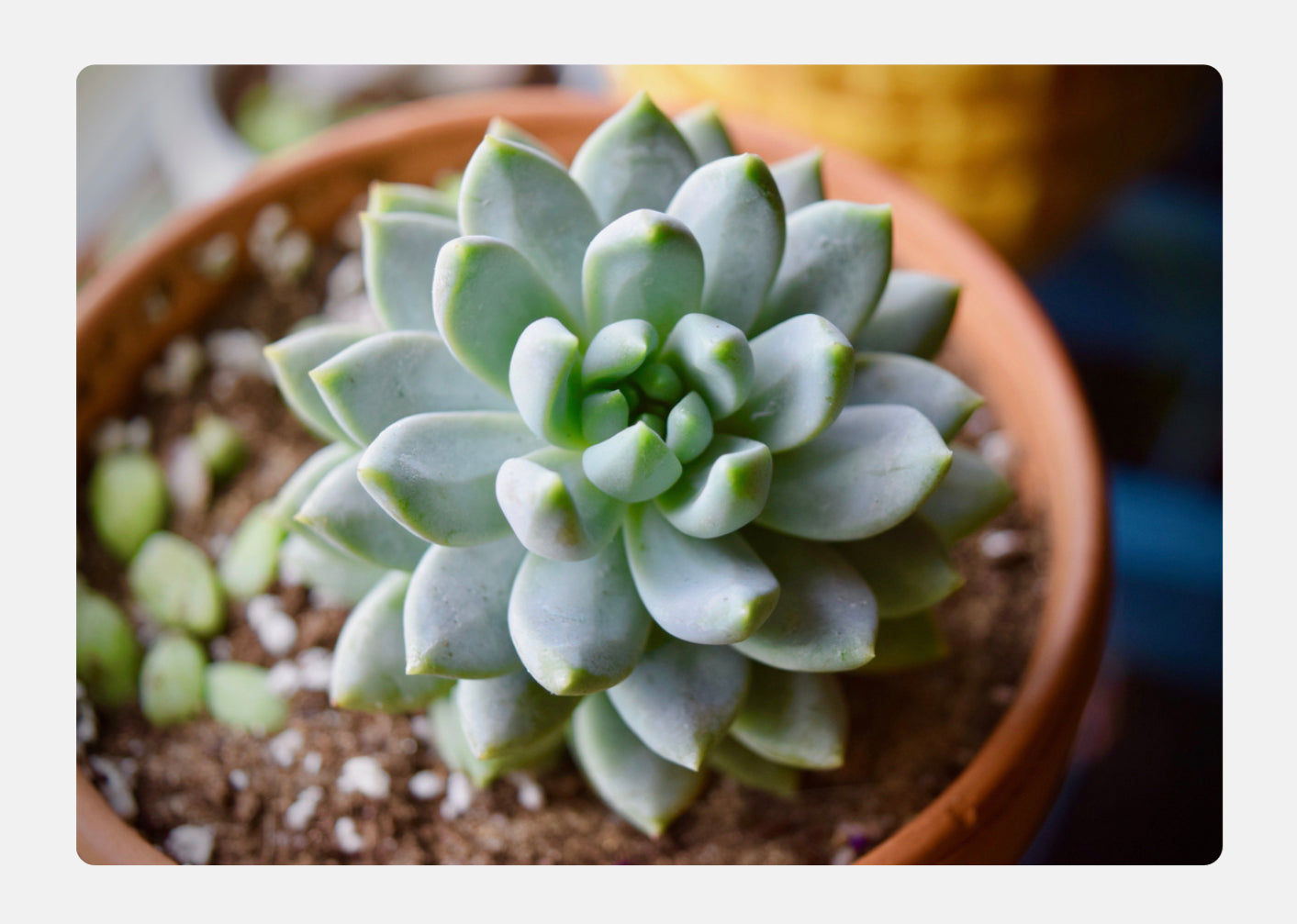 aa succulents Succulents – Florenzaa Design and Styling