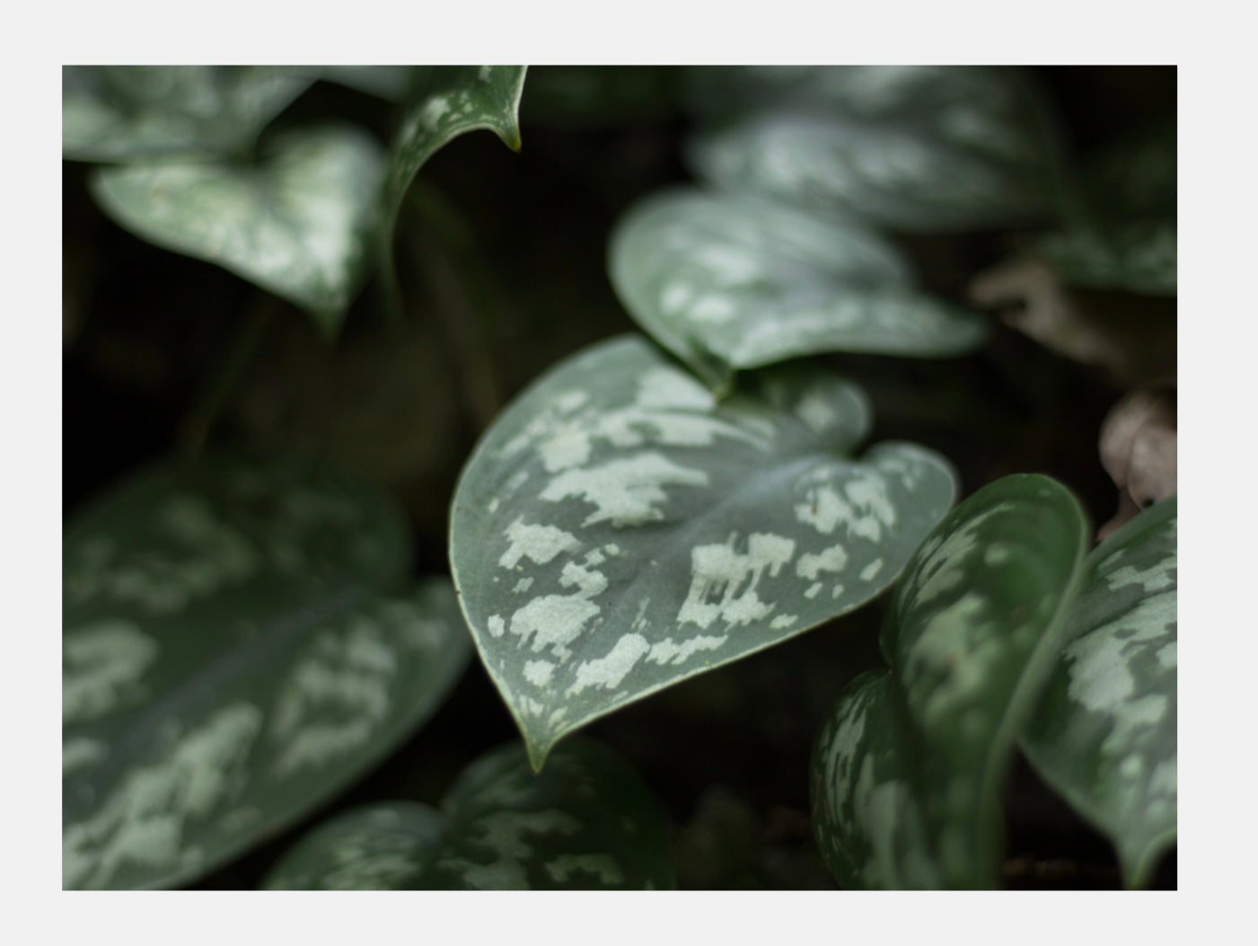 Silver Pothos Florenzaa