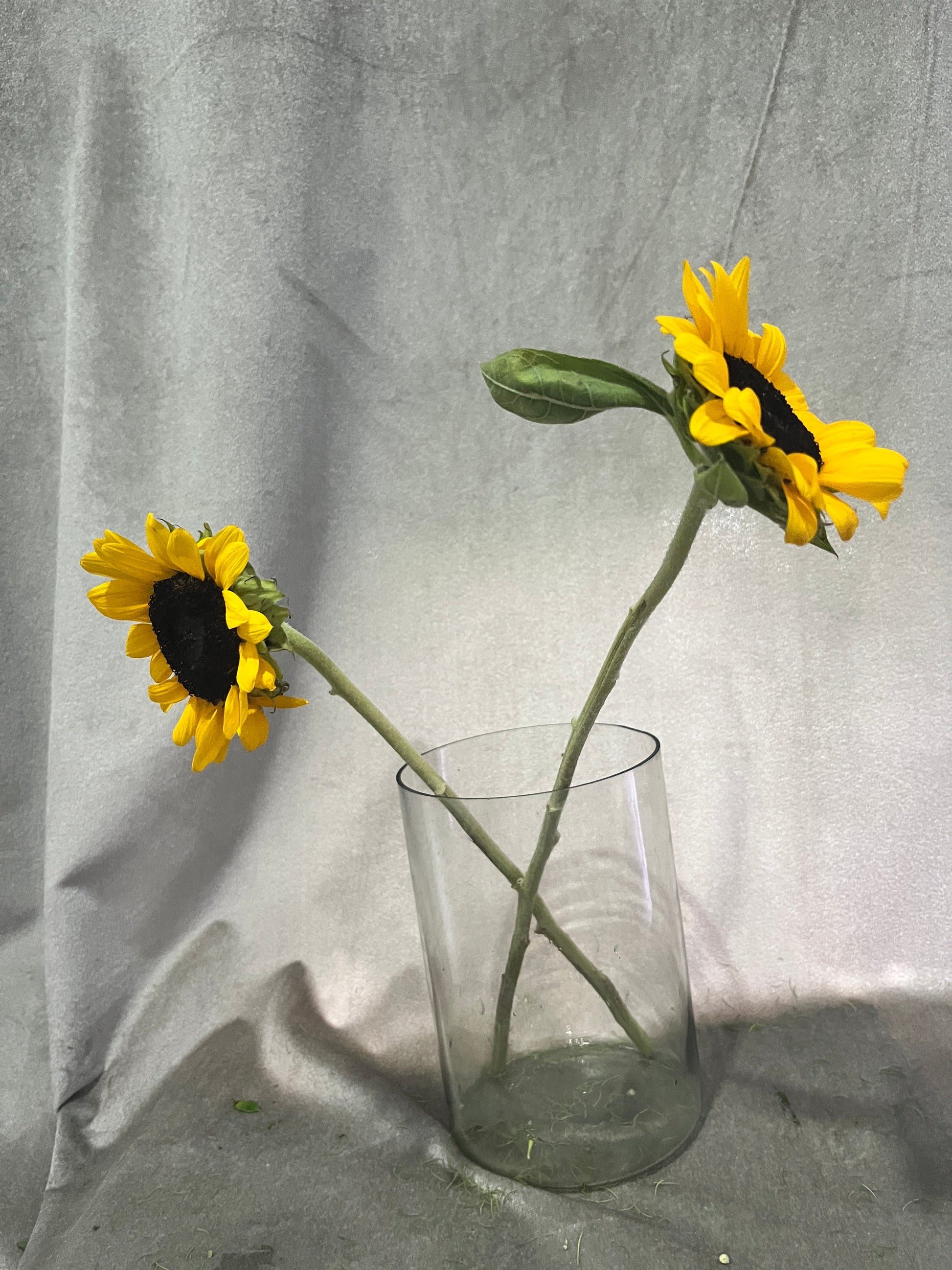 Sunflower Florenzaa