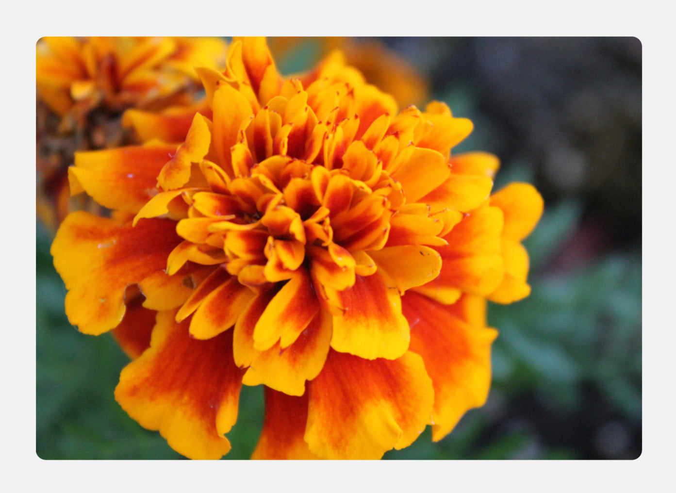 Marigold Florenzaa