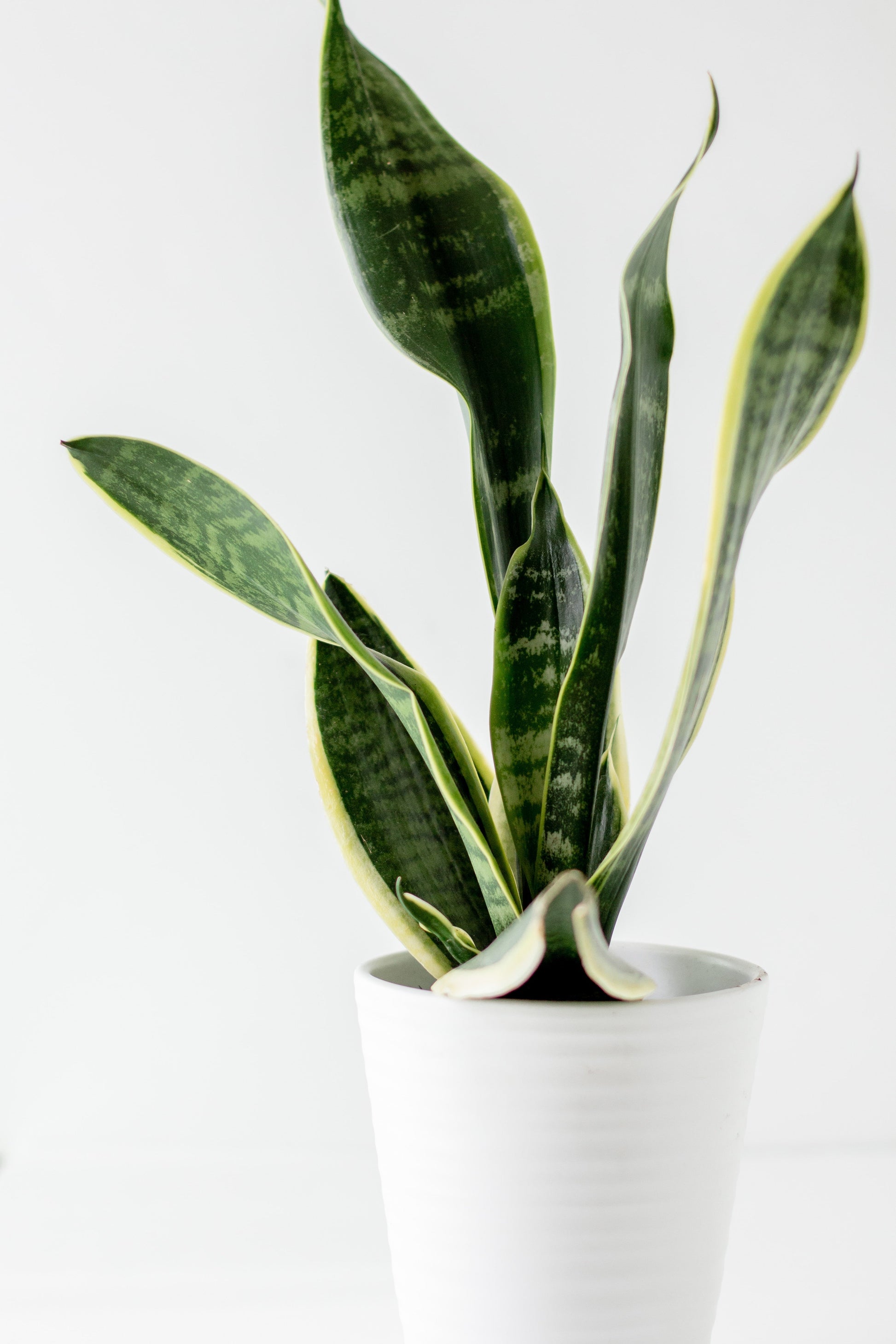 Snake Plant Florenzaa