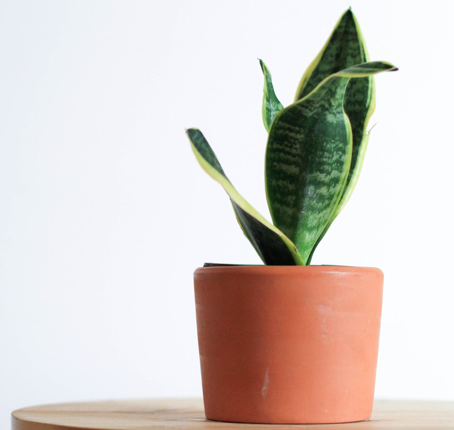 Snake Plant Florenzaa