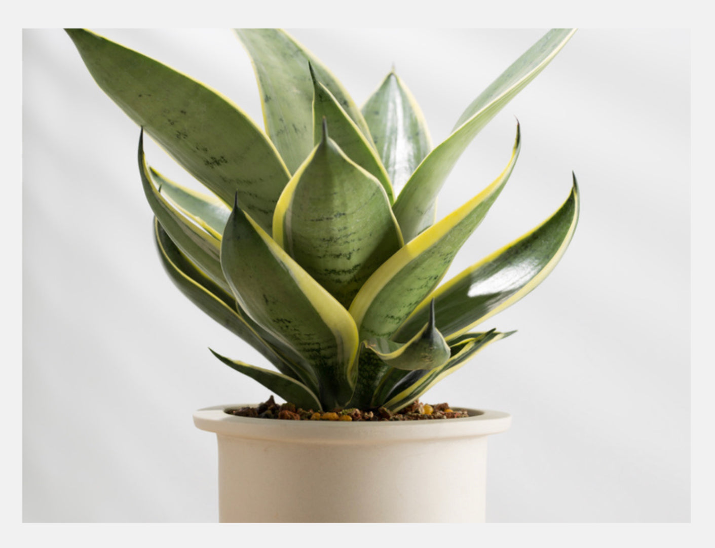 Snake Plant Florenzaa