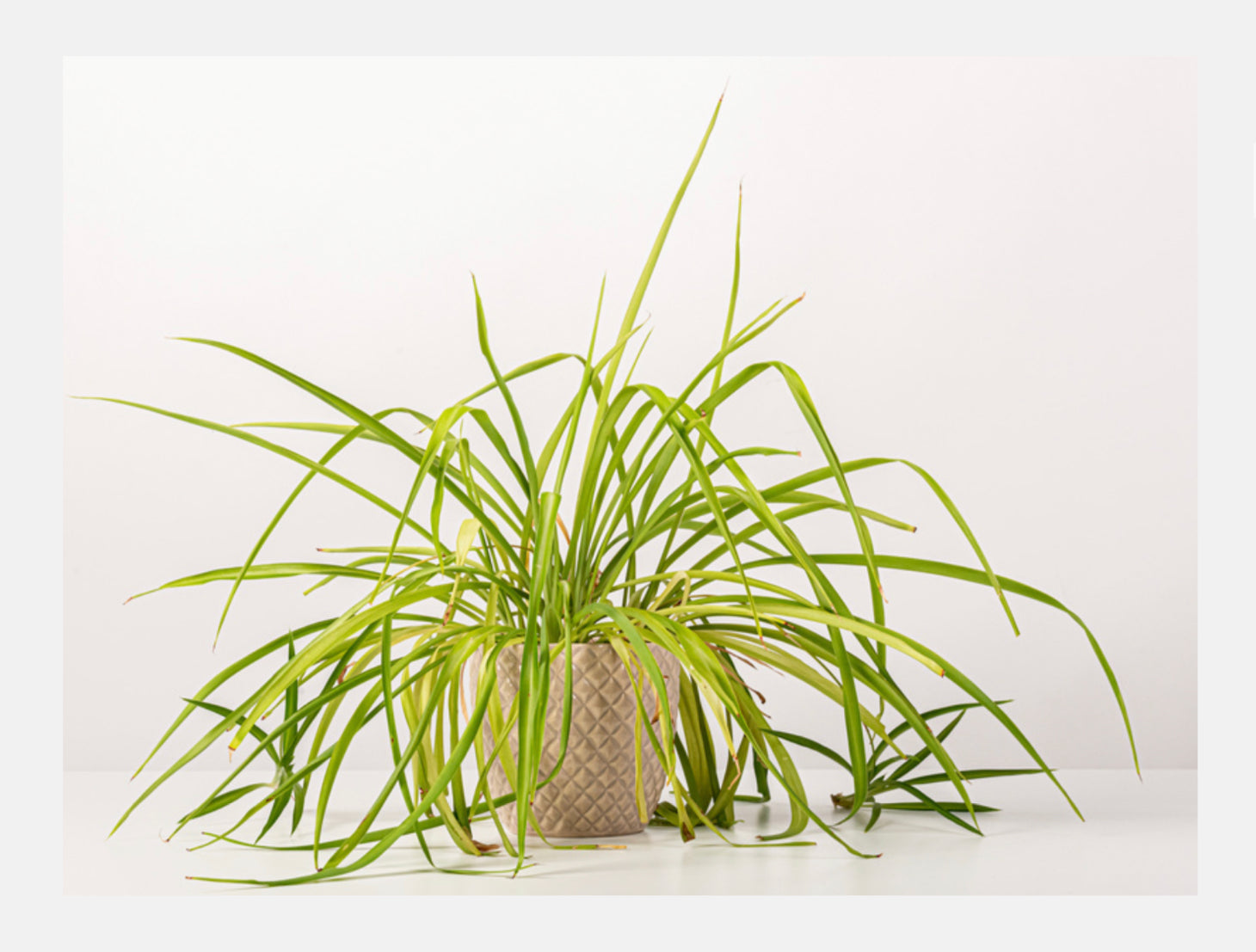Pianta Spider Spider Plant – Florenzaa Design and Styling